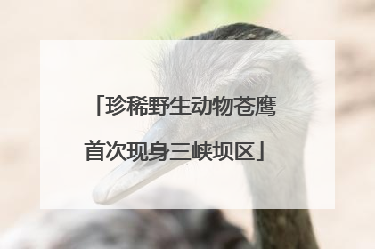 珍稀野生动物苍鹰首次现身三峡坝区
