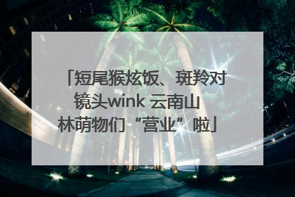 短尾猴炫饭、斑羚对镜头wink 云南山林萌物们“营业”啦