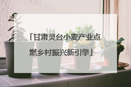 甘肃灵台小麦产业点燃乡村振兴新引擎