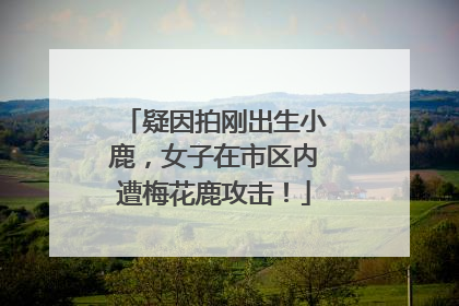 疑因拍刚出生小鹿，女子在市区内遭梅花鹿攻击！