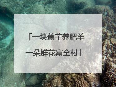 一块蕉芋养肥羊 一朵鲜花富全村