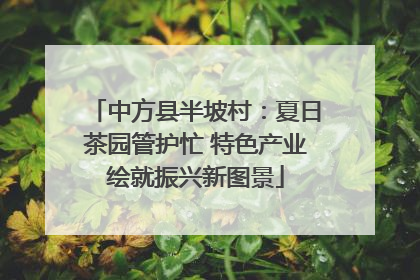 中方县半坡村：夏日茶园管护忙 特色产业绘就振兴新图景