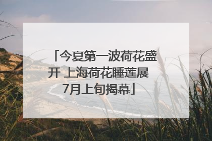 今夏第一波荷花盛开 上海荷花睡莲展7月上旬揭幕