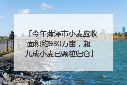 今年菏泽市小麦应收面积约930万亩，超九成小麦已颗粒归仓