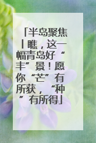 半岛聚焦丨瞧，这一幅青岛好“丰”景！愿你“芒”有所获，“种”有所得
