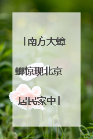 南方大蟑螂惊现北京居民家中