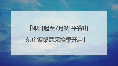 即日起至7月初 平谷山东庄镇桑葚采摘季开启