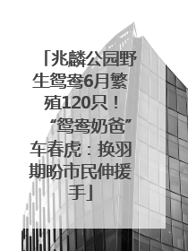 兆麟公园野生鸳鸯6月繁殖120只！“鸳鸯奶爸”车春虎：换羽期盼市民伸援手
