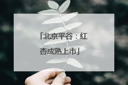 北京平谷：红杏成熟上市