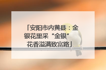 安阳市内黄县：金银花里采“金银” 花香溢满致富路