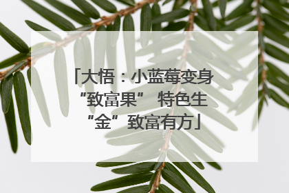 大悟：小蓝莓变身“致富果” 特色生“金”致富有方