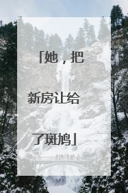 她，把新房让给了斑鸠