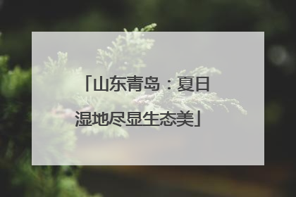 山东青岛：夏日湿地尽显生态美