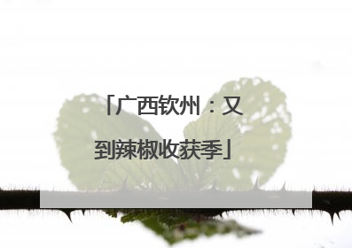 广西钦州：又到辣椒收获季