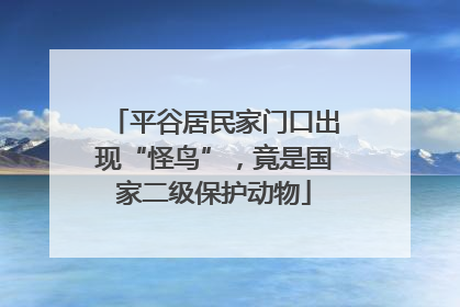 平谷居民家门口出现“怪鸟”，竟是国家二级保护动物