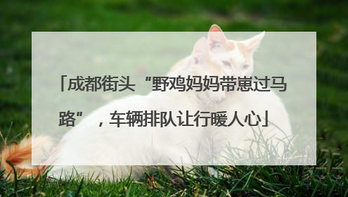 成都街头“野鸡妈妈带崽过马路”，车辆排队让行暖人心