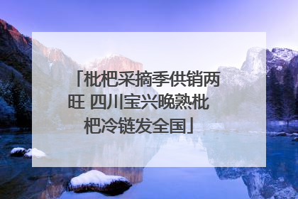 枇杷采摘季供销两旺 四川宝兴晚熟枇杷冷链发全国