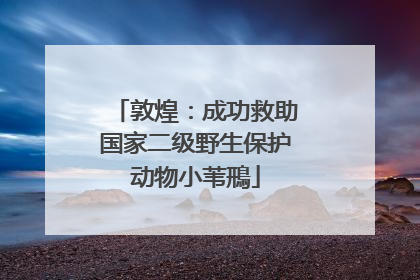 敦煌：成功救助国家二级野生保护动物小苇鳽