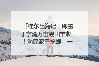 桂东出海记丨即墨丁字湾万亩蚬田丰收！渔民泥里挖蚬，一天上岸过千斤