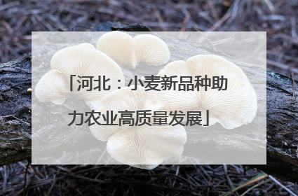 河北：小麦新品种助力农业高质量发展