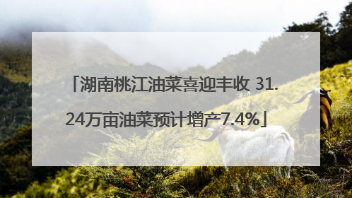 湖南桃江油菜喜迎丰收 31.24万亩油菜预计增产7.4%