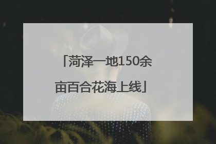 菏泽一地150余亩百合花海上线