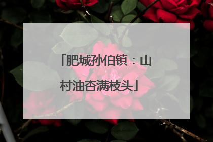肥城孙伯镇：山村油杏满枝头