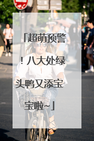 超萌预警！八大处绿头鸭又添宝宝啦~