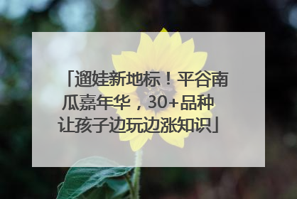 遛娃新地标！平谷南瓜嘉年华，30+品种让孩子边玩边涨知识