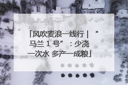 风吹麦浪一线行｜“马兰 1 号”：少浇一次水 多产一成粮